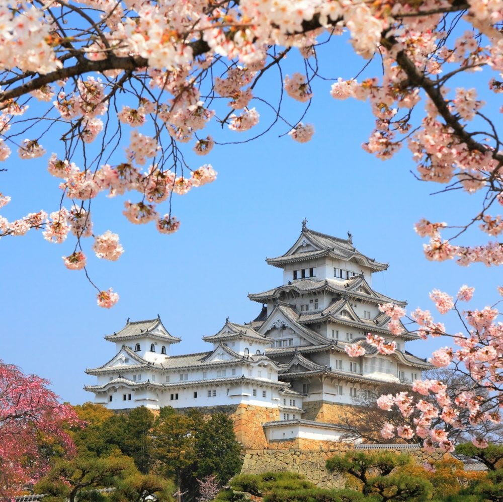 Japón en flor: dónde y cuándo ver los cerezos durante el "Hanami". Osaka