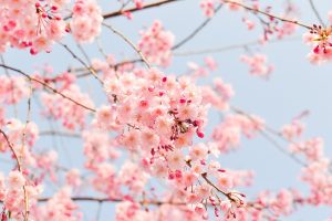 Japón en flor: dónde y cuándo ver los cerezos durante el "Hanami". Cerezos