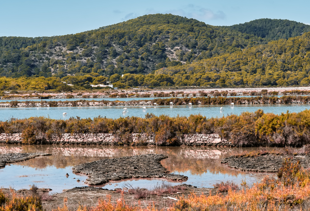 Parque Natural de Ses Salines